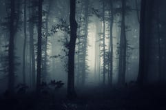 Βαθιά σκοτεινά ξύλα με την ανατριχιαστική ομίχλη Βαθιά σκοτεινά ξύλα με την ανατριχιαστική ομίχλη