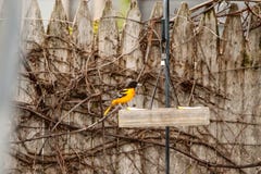 Βαλτιμόρη Oriole που σκαρφαλώνει σε μια ράγα φρακτών στοκ φωτογραφία με δικαίωμα ελεύθερης χρήσης Βαλτιμόρη Oriole που σκαρφαλώνει σε μια ράγα φρακτών στοκ φωτογραφία με δικαίωμα ελεύθερης χρήσης