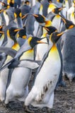 Βασιλιάς Penguins στο χρυσό λιμάνι στοκ φωτογραφίες Βασιλιάς Penguins στο χρυσό λιμάνι στοκ φωτογραφίες