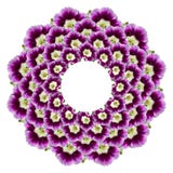 Βασιλικό primrose ή primula ελεύθερη απεικόνιση δικαιώματος Βασιλικό primrose ή primula ελεύθερη απεικόνιση δικαιώματος