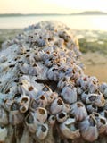 Βελανίδια ‹â€ ‹Balanomorpha θάλασσας †στοκ φωτογραφία Βελανίδια ‹â€ ‹Balanomorpha θάλασσας †στοκ φωτογραφία