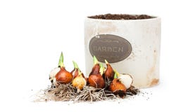 Βολβοί τουλιπών έτοιμοι για τη φύτευση και flowerpot που απομονώνεται στοκ εικόνες με δικαίωμα ελεύθερης χρήσης Βολβοί τουλιπών έτοιμοι για τη φύτευση και flowerpot που απομονώνεται στοκ εικόνες με δικαίωμα ελεύθερης χρήσης