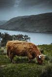 Βοοειδή ορεινών περιοχών Scotish στη φύση στοκ φωτογραφία με δικαίωμα ελεύθερης χρήσης Βοοειδή ορεινών περιοχών Scotish στη φύση στοκ φωτογραφία με δικαίωμα ελεύθερης χρήσης