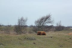 Βοοειδή ορεινών περιοχών Zeeland στις Κάτω Χώρες στοκ εικόνες Βοοειδή ορεινών περιοχών Zeeland στις Κάτω Χώρες στοκ εικόνες