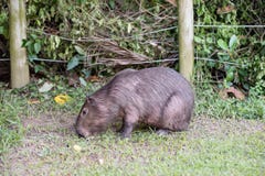 Βοσκή Capybara στη χλόη μέσα στη ιδιωτική ιδιοκτησία Το cabycara είναι ένα ήρεμο και ευγενές θηλαστικό, πολύ κοινό στο Ρίο ντε Τζ στοκ εικόνες Βοσκή Capybara στη χλόη μέσα στη ιδιωτική ιδιοκτησία Το cabycara είναι ένα ήρεμο και ευγενές θηλαστικό, πολύ κοινό στο Ρίο ντε Τζ στοκ εικόνες