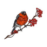 βουνό κλάδων τέφρας bullfinch ελεύθερη απεικόνιση δικαιώματος βουνό κλάδων τέφρας bullfinch ελεύθερη απεικόνιση δικαιώματος