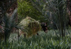 Γάιδαρος που χρεώνει μέσω του φέρνοντας φορτίου χλόης τομέων στοκ φωτογραφία με δικαίωμα ελεύθερης χρήσης Γάιδαρος που χρεώνει μέσω του φέρνοντας φορτίου χλόης τομέων στοκ φωτογραφία με δικαίωμα ελεύθερης χρήσης