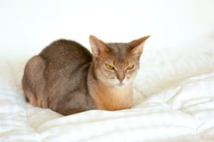Γάτα Abyssinian Κλείστε επάνω το πορτρέτο της μπλε abyssinian θηλυκής γάτας, καθμένος στο άσπρο κάλυμμα Όμορφη γάτα στο άσπρο υπό στοκ φωτογραφία με δικαίωμα ελεύθερης χρήσης Γάτα Abyssinian Κλείστε επάνω το πορτρέτο της μπλε abyssinian θηλυκής γάτας, καθμένος στο άσπρο κάλυμμα Όμορφη γάτα στο άσπρο υπό στοκ φωτογραφία με δικαίωμα ελεύθερης χρήσης