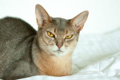 Γάτα Abyssinian Κλείστε επάνω το πορτρέτο της μπλε abyssinian θηλυκής γάτας, καθμένος στο άσπρο κάλυμμα Όμορφη γάτα στο άσπρο υπό στοκ εικόνα με δικαίωμα ελεύθερης χρήσης Γάτα Abyssinian Κλείστε επάνω το πορτρέτο της μπλε abyssinian θηλυκής γάτας, καθμένος στο άσπρο κάλυμμα Όμορφη γάτα στο άσπρο υπό στοκ εικόνα με δικαίωμα ελεύθερης χρήσης