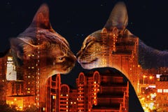 Γάτα Abyssinian στο υπόβαθρο της πόλης νύχτας, διπλή έκθεση στοκ φωτογραφίες με δικαίωμα ελεύθερης χρήσης Γάτα Abyssinian στο υπόβαθρο της πόλης νύχτας, διπλή έκθεση στοκ φωτογραφίες με δικαίωμα ελεύθερης χρήσης