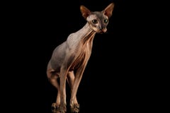 Γάτα Peterbald στο απομονωμένο μαύρο υπόβαθρο στοκ εικόνα με δικαίωμα ελεύθερης χρήσης Γάτα Peterbald στο απομονωμένο μαύρο υπόβαθρο στοκ εικόνα με δικαίωμα ελεύθερης χρήσης