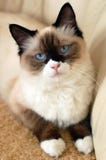 γάτα ragdoll