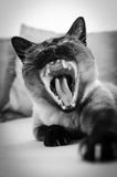 Γάτα μετά από το NAP στοκ φωτογραφία με δικαίωμα ελεύθερης χρήσης Γάτα μετά από το NAP στοκ φωτογραφία με δικαίωμα ελεύθερης χρήσης
