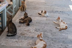 Γάτες οδών που περιμένουν κάποια τρόφιμα στο pavmente κοντά σε ένα εστιατόριο στοκ φωτογραφίες με δικαίωμα ελεύθερης χρήσης Γάτες οδών που περιμένουν κάποια τρόφιμα στο pavmente κοντά σε ένα εστιατόριο στοκ φωτογραφίες με δικαίωμα ελεύθερης χρήσης