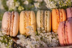 Γαλλικές ζύμες Γλυκά επιδορπίων macarons και άσπρα λουλούδια λιβαδιών το θερινό βράδυ στον οπωρώνα στοκ εικόνες Γαλλικές ζύμες Γλυκά επιδορπίων macarons και άσπρα λουλούδια λιβαδιών το θερινό βράδυ στον οπωρώνα στοκ εικόνες