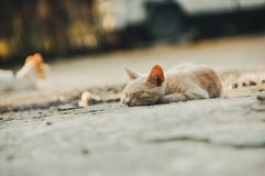 γατάκι στοκ φωτογραφίες με δικαίωμα ελεύθερης χρήσης γατάκι στοκ φωτογραφίες με δικαίωμα ελεύθερης χρήσης