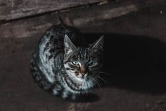 Γατάκι με το διαστισμένο χρωματισμό στο μαύρο υπόβαθρο στοκ φωτογραφία με δικαίωμα ελεύθερης χρήσης Γατάκι με το διαστισμένο χρωματισμό στο μαύρο υπόβαθρο στοκ φωτογραφία με δικαίωμα ελεύθερης χρήσης