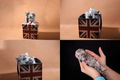 Γατάκια σε ένα κιβώτιο σημαιών του Union Jack, multicam, πλέγμα 2x2 στοκ εικόνες με δικαίωμα ελεύθερης χρήσης Γατάκια σε ένα κιβώτιο σημαιών του Union Jack, multicam, πλέγμα 2x2 στοκ εικόνες με δικαίωμα ελεύθερης χρήσης