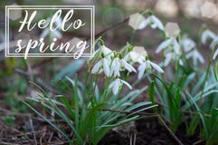 Γειά σου άνοιξη Υπόβαθρο της άνθισης snowdrop δασικό λευκό άνοιξη λουλουδιών Η πρώτη αναπνοή της άνοιξη στοκ φωτογραφίες με δικαίωμα ελεύθερης χρήσης Γειά σου άνοιξη Υπόβαθρο της άνθισης snowdrop δασικό λευκό άνοιξη λουλουδιών Η πρώτη αναπνοή της άνοιξη στοκ φωτογραφίες με δικαίωμα ελεύθερης χρήσης
