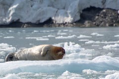 Γενειοφόρος σφραγίδα, Svalbard - Νορβηγία στοκ φωτογραφία Γενειοφόρος σφραγίδα, Svalbard - Νορβηγία στοκ φωτογραφία