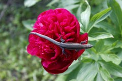 Γενναία μικρή σαύρα στο λουλούδι Κόκκινος peony ημέρα ηλιόλουστη Πράσινη ανασκόπηση στοκ εικόνες Γενναία μικρή σαύρα στο λουλούδι Κόκκινος peony ημέρα ηλιόλουστη Πράσινη ανασκόπηση στοκ εικόνες
