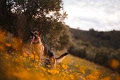 Γερμανικό παιχνίδι ποιμένων στον τομέα των κίτρινων λουλουδιών και των ελιών στοκ φωτογραφίες Γερμανικό παιχνίδι ποιμένων στον τομέα των κίτρινων λουλουδιών και των ελιών στοκ φωτογραφίες