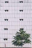 Γεωμετρικό σχέδιο των παραθύρων σε μια αντίθεση οικοδόμησης με ένα δέντρο στοκ φωτογραφία Γεωμετρικό σχέδιο των παραθύρων σε μια αντίθεση οικοδόμησης με ένα δέντρο στοκ φωτογραφία