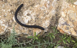 Γιγαντιαίο μαύρο Millipede που σέρνεται σε έναν βράχο στην έρημο στοκ εικόνες με δικαίωμα ελεύθερης χρήσης Γιγαντιαίο μαύρο Millipede που σέρνεται σε έναν βράχο στην έρημο στοκ εικόνες με δικαίωμα ελεύθερης χρήσης