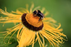 Γιγαντιαίο λουλούδι Inula Helenium με bumblebee στοκ φωτογραφία με δικαίωμα ελεύθερης χρήσης Γιγαντιαίο λουλούδι Inula Helenium με bumblebee στοκ φωτογραφία με δικαίωμα ελεύθερης χρήσης