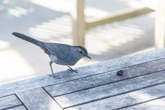 Γκρίζο Catbird στον πίνακα πικ-νίκ με μια σταφίδα μπροστά από το ράμφος του στοκ φωτογραφία Γκρίζο Catbird στον πίνακα πικ-νίκ με μια σταφίδα μπροστά από το ράμφος του στοκ φωτογραφία