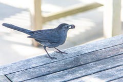 Γκρίζο Catbird στον πίνακα πικ-νίκ με μια σταφίδα στο ράμφος του στοκ φωτογραφία με δικαίωμα ελεύθερης χρήσης Γκρίζο Catbird στον πίνακα πικ-νίκ με μια σταφίδα στο ράμφος του στοκ φωτογραφία με δικαίωμα ελεύθερης χρήσης