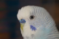 Γλυκός και μπλε/γκρίζος budgerigar στοκ εικόνες Γλυκός και μπλε/γκρίζος budgerigar στοκ εικόνες