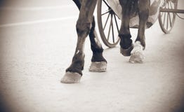 Γραπτή εικόνα των ποδιών ενός αλόγου στοκ εικόνα Γραπτή εικόνα των ποδιών ενός αλόγου στοκ εικόνα