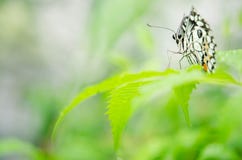 Γραπτή πεταλούδα κινηματογραφήσεων σε πρώτο πλάνο στο θολωμένο πράσινο υπόβαθρο φύλλων στοκ φωτογραφία με δικαίωμα ελεύθερης χρήσης Γραπτή πεταλούδα κινηματογραφήσεων σε πρώτο πλάνο στο θολωμένο πράσινο υπόβαθρο φύλλων στοκ φωτογραφία με δικαίωμα ελεύθερης χρήσης