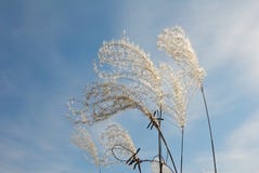 Γραφικά χνουδωτά ξηρά spikelets ενάντια στον μπλε νεφελώδη ουρανό στοκ φωτογραφία Γραφικά χνουδωτά ξηρά spikelets ενάντια στον μπλε νεφελώδη ουρανό στοκ φωτογραφία