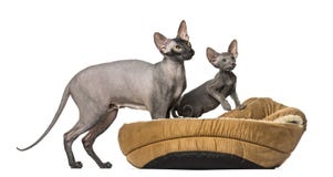 Γυμνή γάτα, Peterbald σε ένα καλάθι κατοικίδιων ζώων στοκ φωτογραφίες με δικαίωμα ελεύθερης χρήσης Γυμνή γάτα, Peterbald σε ένα καλάθι κατοικίδιων ζώων στοκ φωτογραφίες με δικαίωμα ελεύθερης χρήσης