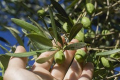 Γυναίκα που μαζεύει με το χέρι τις ώριμες ελιές από το δέντρο οργανική φυτεία CL στοκ φωτογραφίες Γυναίκα που μαζεύει με το χέρι τις ώριμες ελιές από το δέντρο οργανική φυτεία CL στοκ φωτογραφίες