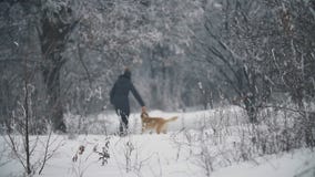 Γυναίκα που περπατά με ένα σκυλί απόθεμα βίντεο Γυναίκα που περπατά με ένα σκυλί απόθεμα βίντεο