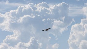 Γύπας με τα τεράστια σύννεφα σωρών την ηλιόλουστη ημέρα στοκ εικόνες με δικαίωμα ελεύθερης χρήσης Γύπας με τα τεράστια σύννεφα σωρών την ηλιόλουστη ημέρα στοκ εικόνες με δικαίωμα ελεύθερης χρήσης