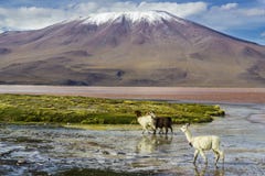 Γύρος Uyuni γύρω από τις λίμνες και τα ηφαίστεια των βολιβιανών Άνδεων ένα καταπληκτικό ταξίδι στοκ φωτογραφία Γύρος Uyuni γύρω από τις λίμνες και τα ηφαίστεια των βολιβιανών Άνδεων ένα καταπληκτικό ταξίδι στοκ φωτογραφία