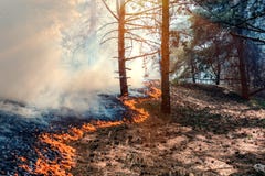 δάσος εγκαυμάτων πυρκαγιάς στοκ εικόνα δάσος εγκαυμάτων πυρκαγιάς στοκ εικόνα
