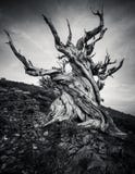 Δάσος πεύκων Bristlecone στα άσπρα βουνά, ανατολική Καλιφόρνια, ΗΠΑ στοκ φωτογραφία Δάσος πεύκων Bristlecone στα άσπρα βουνά, ανατολική Καλιφόρνια, ΗΠΑ στοκ φωτογραφία