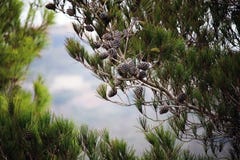 Δέντρα πεύκων με τους κώνους ενάντια στο μπλε ουρανό Καφετιοί κώνοι στο πεύκο ή τη μαύρη πεύκη Όμορφες μακριές βελόνες στον κλάδο στοκ εικόνα Δέντρα πεύκων με τους κώνους ενάντια στο μπλε ουρανό Καφετιοί κώνοι στο πεύκο ή τη μαύρη πεύκη Όμορφες μακριές βελόνες στον κλάδο στοκ εικόνα