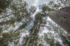 δέντρα που στοχεύουν για τον ουρανό στοκ φωτογραφίες με δικαίωμα ελεύθερης χρήσης δέντρα που στοχεύουν για τον ουρανό στοκ φωτογραφίες με δικαίωμα ελεύθερης χρήσης