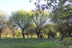 Δέντρα στις καταστροφές της αρχαίας πόλης βιβλικού Kedesh στο Ισραήλ Στοκ Φωτογραφίες Δέντρα στις καταστροφές της αρχαίας πόλης βιβλικού Kedesh στο Ισραήλ Στοκ Φωτογραφίες