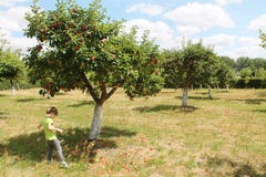 Δέντρα της Apple orchand και παιδί στοκ εικόνα με δικαίωμα ελεύθερης χρήσης Δέντρα της Apple orchand και παιδί στοκ εικόνα με δικαίωμα ελεύθερης χρήσης