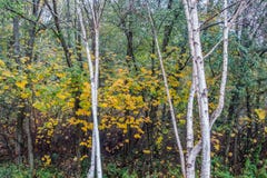 Δέντρα της Aspen στο πάρκο Seahurst στοκ εικόνες με δικαίωμα ελεύθερης χρήσης Δέντρα της Aspen στο πάρκο Seahurst στοκ εικόνες με δικαίωμα ελεύθερης χρήσης