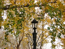 Δέντρα φαναριών και φθινοπώρου στοκ εικόνες με δικαίωμα ελεύθερης χρήσης Δέντρα φαναριών και φθινοπώρου στοκ εικόνες με δικαίωμα ελεύθερης χρήσης