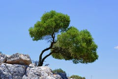 Δέντρο Oleve στοκ φωτογραφία με δικαίωμα ελεύθερης χρήσης Δέντρο Oleve στοκ φωτογραφία με δικαίωμα ελεύθερης χρήσης