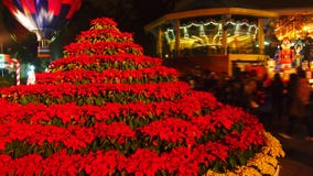 Δέντρο Poinsettia Χριστουγέννων στοκ φωτογραφίες Δέντρο Poinsettia Χριστουγέννων στοκ φωτογραφίες